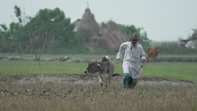 Dulu Aladar with cattle in field